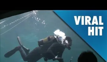 Una tiburón casi le arranca un brazo a un buzo (FUERTES IMÁGENES)