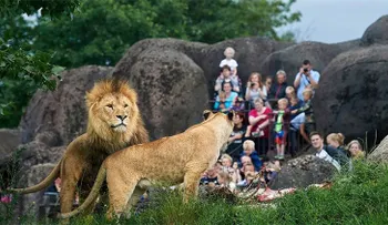 Un zoológico danés mata un león e invita a los niños a ver su disección