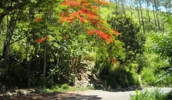 Onamet alerta sobre posibles incendios forestales por altas temperaturas  