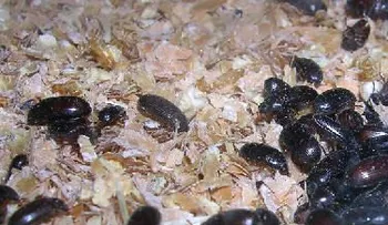 Gorgojos curan diabetes, cancer, psoriasis y otras enfermedades (Video)