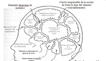 Científicos convierten un cerebro femenino en masculino