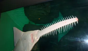 Encuentran en Florida un grupo de peces se reproducen sin sexo