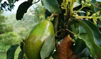 Hombre atraca dos bancos haciendo pasar aguacates como granadas 