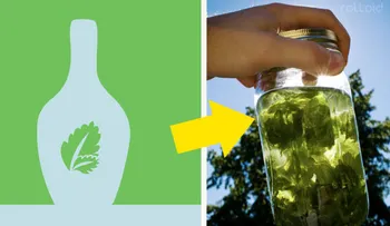 Descubre los sorprendentes beneficios "magicos" de la menta para tu cuerpo y salud