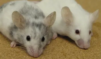 Hallan nuevas combinaciones de fármacos contra el tumor cerebral en ratones