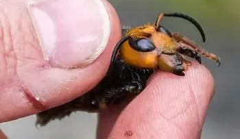 La lucha a muerte entre un ratón y un avispón asesino, el insecto invasor que preocupa a EEUU