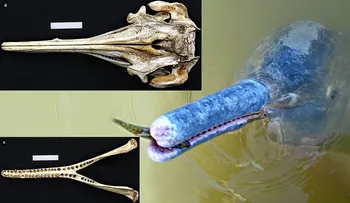 Descubren nueva especie de delfines en Brasil