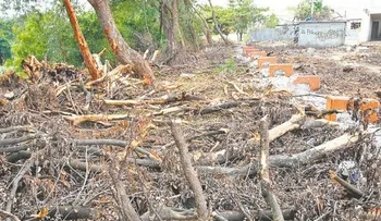 Medio Ambiente podría someter a la Justilcia alcalde Gilberto Serulle