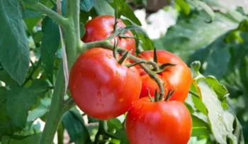 Vegetales tóxicos que probablemente comes cada día