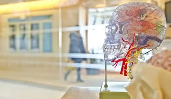  El cerebro humano se actualiza para acostumbrarse a lo inesperado 