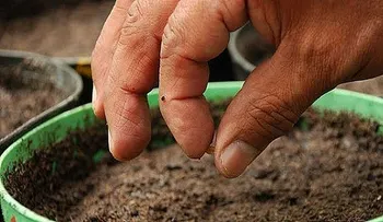 Un doctor revela que estas plantas ayudan a curar todas las enfermedades 