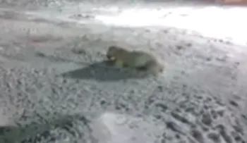 Fuertes imágenes: un oso polar agoniza tras comer petardos en el Ártico ruso (VIDEO)