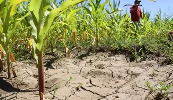 El cambio climático obliga a los productores dominicanos a adaptar sus siembras y manejo agrícola