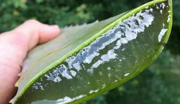 ¿Cómo hacer crecer mi cabello con sábila?