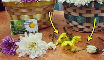 9 Trucos que las florerías usan para engañarnos