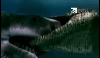 Duelo animal cocodrilo marino vs Gran tiburón blanco 