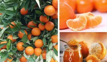Si consumes esta fruta nunca tendrás cáncer ni diabetes
