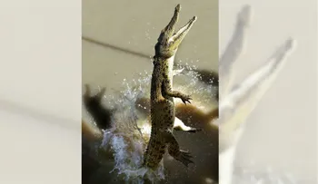 El increíble salto a propulsión de un cocodrilo por fuera del agua