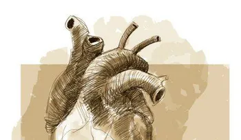 Diez derechos del corazón