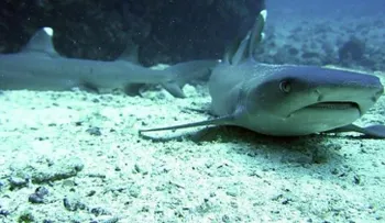 Grupo de tiburones se acercan a la orilla en playa de Miami