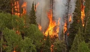 Constanza: Incendio devora mil tareas