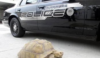 Hallan tortuga gigante en calle de California 