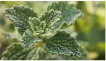Planta que puede reparar casi al instante el hígado, la vesícula y desinflama los intestinos