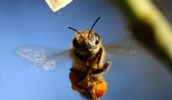Venezuela: enjambre de abejas ataca a más de 30 personas 