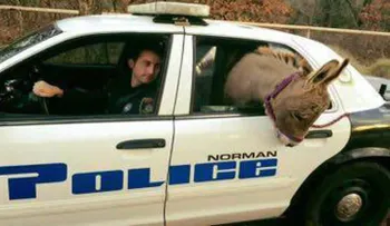 Policía detiene a un burro por escapar de su recinto