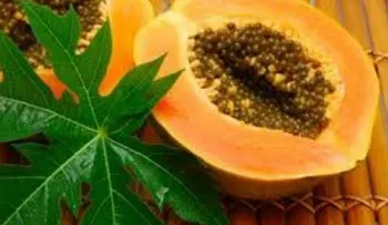 Los 13 beneficios de las hojas de lechosa (papaya) que tienes que conocer 