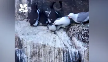 Una gaviota ayuda a una cría de otra especie a saltar de un acantilado