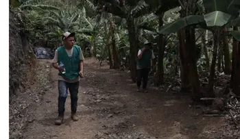 En Naranjal, 100 familias cambian coca por cítricos y café