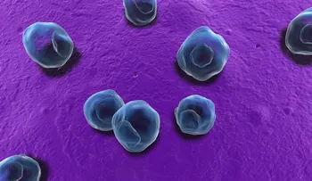 La bacteria chlamydia aumenta 10 veces la posibilidad de abortos