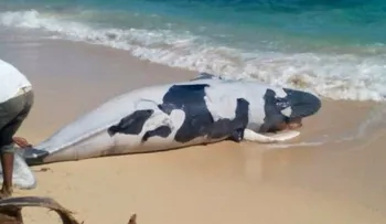 Hallan muerto a un ballenato en playa de Samaná
