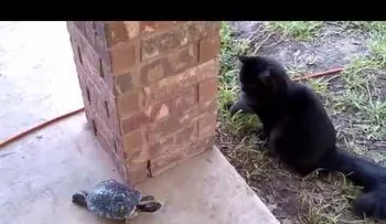 Un video de un gato y una tortuga enamora a miles de usuarios