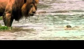 Video: Un león intimida a los cocodrilo