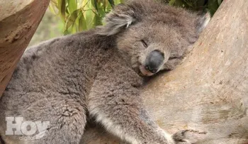 El animal que casi no bebe agua y no suda