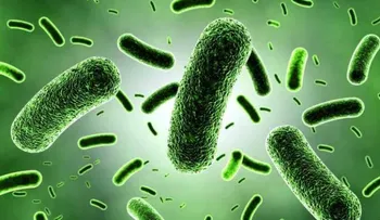 39 billones. Esa es la cantidad de bacterias que viven dentro de nuestro cuerpo