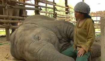 Video: Una canción de cuna â??fulminaâ?? a un elefante