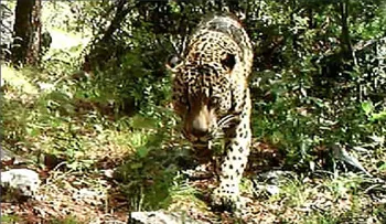 Capturan en video a un esquivo jaguar salvaje en Estados Unidos