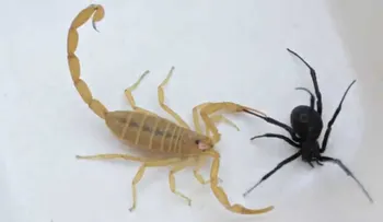 Escorpión vs. viuda negra: ¿cuál gana?