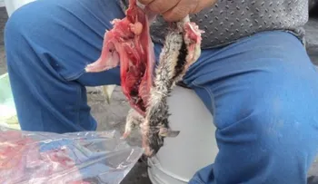 Mujeres mexicanas cocinando ratasâ?¦dicen que es un plato muy sabroso!!!