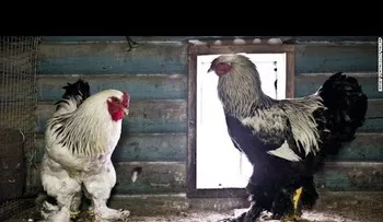 El pollo enorme que está arrasando en las redes