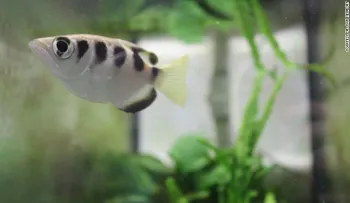 Los peces pueden reconocer rostros humanos, dice un estudio