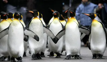 La corta aventura de los pingüinos que quisieron ser libres (VIDEO)