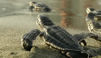 Liberan más de 60 nuevas tortugas en playa Manresa