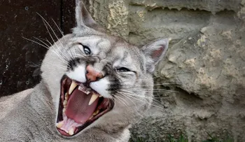 Canadá: Da un puñetazo en la cara a un puma para salvar a su perro