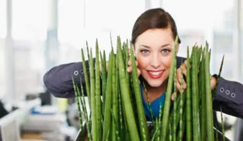 ¿Por qué las oficinas de trabajo deben tener plantas verdes?
