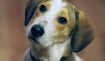 Hablar con tu mascota es señal de inteligencia