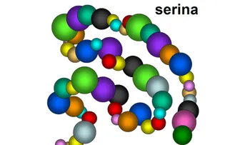 La Serina es esencial para muchas funciones del cuerpo humano 